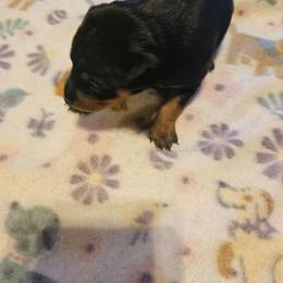 Girl 1 - Black and rust female Miniature Pinscher puppy in Becker, Minnesota from Marquart Minpins