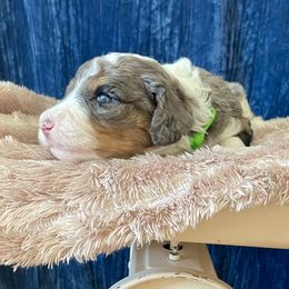 Bernedoodle Puppies from NorCal Doodle or Two