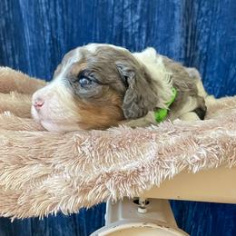 Bernedoodle Puppies from NorCal Doodle or Two
