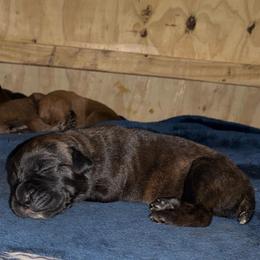 Girl 1 - Chestnut brindle female Cane Corso puppy in Sienna, Texas from Robinson Elite Corsos