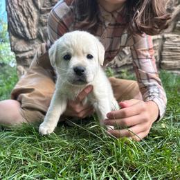 Bog- grey collar - Yellow male Labrador Retriever puppy in Isanti, Minnesota from Four Corners Family Labs