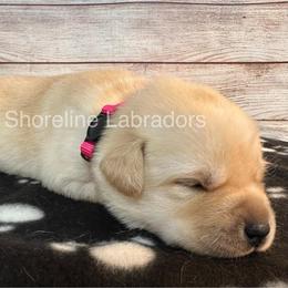 Pink - Yellow female Labrador Retriever puppy in Moyock, North Carolina from Shoreline Labradors