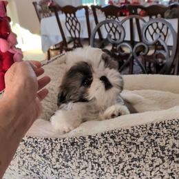 Girl 1 - Gold and white female Shih Tzu puppy in Pleasant Hill, Missouri from Misty Dajavue Shih-Tzu