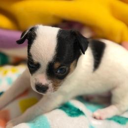 Adam - Black and white male Chihuahua puppy in Amity, Pennsylvania from Rhoda and Verna