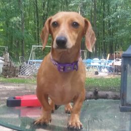 Dachshunds from Beasley & Brown Dachshunds