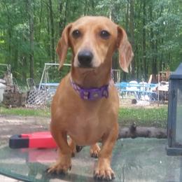 Dachshunds from Beasley & Brown Dachshunds
