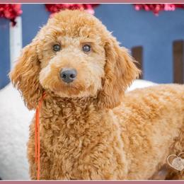 Samuel - Red male Cockapoo puppy in Connersville, Indiana from Deaz Doodle Ranch