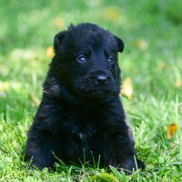 Black girl - Black female German Shepherd puppy in Clarkrange, Tennessee from Vom Wolff