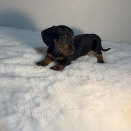 Dachshund Puppies from K9 Royal Club