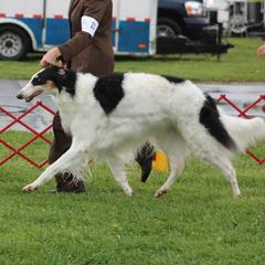 Pasha - Borzoi