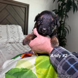 Andy - Black and red male German Shepherd puppy in Hesperia, California from Von Geesa