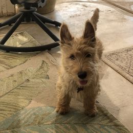 Scottish Terrier Puppies from Santas Scotties