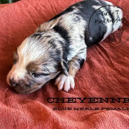 Cheyenne - Blue merle female Miniature Australian Shepherd puppy in Apache Junction, Arizona from Circle T Mini Aussies