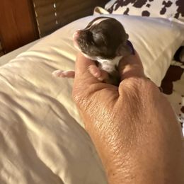Boy 3 - Chocolate and white male Chihuahua puppy in Beaumont, Texas from Anastasia’s Tiny Pupps