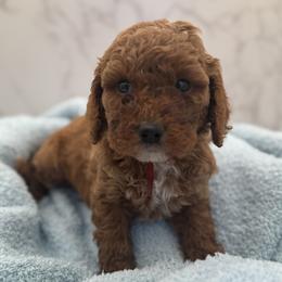 Hughey - Red  male Goldendoodle puppy in Kansas City, Kansas from Bella & Ivy’s Mini Goldendoodles of KC