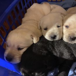 Labrador Retriever Puppies from Caddo Meadow’s Labrador Retrievers