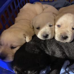 Labrador Retriever Puppies from Caddo Meadow’s Labrador Retrievers