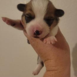 Sandy - Red female Pembroke Welsh Corgi puppy in Montague, California from Shasta Valley Pembrokes