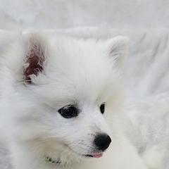 American Eskimo Dog Puppies from SoCal American Eskimos