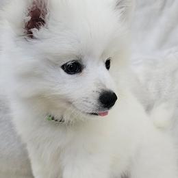 American Eskimo Dog Puppies from SoCal American Eskimos