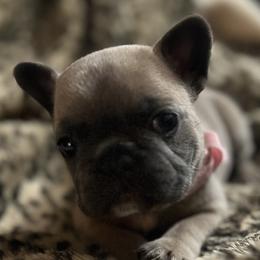 French Bulldogs from Wrinklez N Pawz Frenchies