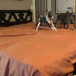 Italian Greyhound Puppies from Fisher Link