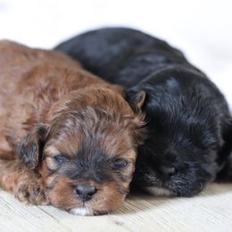 Maltipoo, Shichon, and Shihpoo Puppies from Timbercreek Puppies
