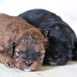 Maltipoo, Shichon, and Shihpoo Puppies from Timbercreek Puppies