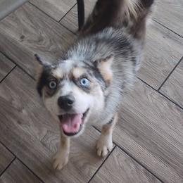 Baxter - Pomsky
