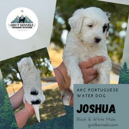 Joshua - Black and white male Portuguese Water Dog puppy in Weston, Idaho from Gro-T Kennels