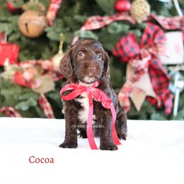 Cocoa - Chocolate female Australian Labradoodle puppy in Hurricane, Utah from Red Desert Doodles