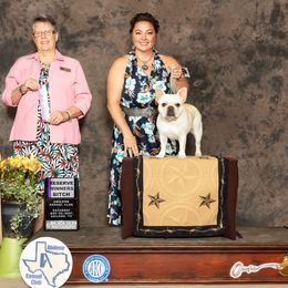 Starla - French Bulldog