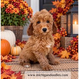 Autumn - Apricot female Goldendoodle puppy in Swartz Creek, Michigan from Michigan Doodles