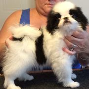Japanese Chin and Pug Puppies from Ni Kokoro Japanese Chin