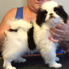 Japanese Chin and Pug Puppies from Ni Kokoro Japanese Chin
