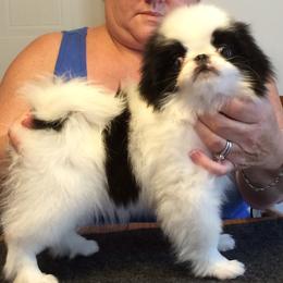 Japanese Chin and Pug Puppies from Ni Kokoro Japanese Chin