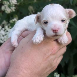 Screech - Gold and white male Shihpoo puppy in Coshocton, Ohio from Forever Family Puppies