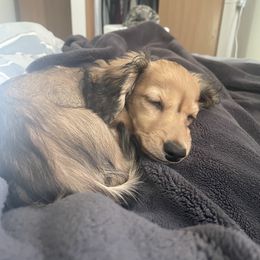 Dachshund Puppies from Michigan Rockin' Dachshunds