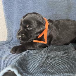 Nutter Butter - Black female Giant Schnauzer puppy in Tabernash, Colorado from Schnauzer Paw Homestead