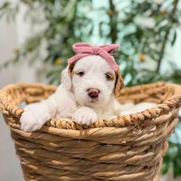 Bubblegum - Parti female Goldendoodle puppy in Sulphur, Louisiana from Curly Q’s Of Carlyss