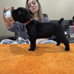 Girl 1 - Black female Cane Corso puppy in Tennessee from Big Country Cane Corso