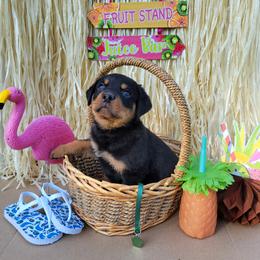 Rottweiler Puppies from C & J Rottweilers