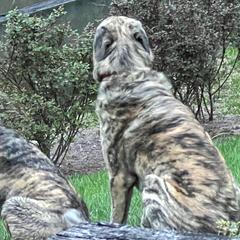 Anatolian Shepherd Dogs from Carla's Anatolian Shepherd Dogs