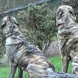 Anatolian Shepherd Dogs from Carla's Anatolian Shepherd Dogs