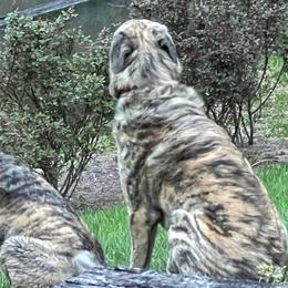 Anatolian Shepherd Dogs from Carla's Anatolian Shepherd Dogs
