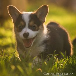 Pembroke Welsh Corgi Puppies from Golden Rose Corgis