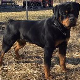 Rottweilers from K-9 Kingdom