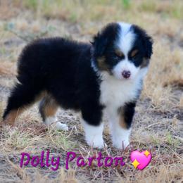 Dolly Parton - Black tri female Toy Australian Shepherd puppy in Powell Butte, Oregon from Willow Lane Ranch