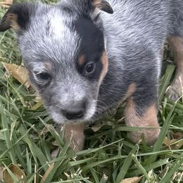 Boomer - Blue male Australian Cattle Dog puppy in Billings, Montana from Sugarloaf French bulldogs and Australian cattle dogs