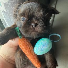 Prince Mahogany - Chocolate male Shih Tzu puppy in Coolidge, Arizona from Shih Tzu’s  ‘N’ Love
